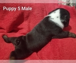 Small Photo #17 English Bulldog Puppy For Sale in COLUMBUS, OH, USA