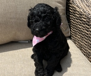 Poodle (Standard) Puppy for sale in FRANKLIN, TN, USA