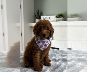 Goldendoodle (Miniature) Puppy for sale in INDIANAPOLIS, IN, USA