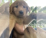 Small Photo #10 Golden Retriever Puppy For Sale in GASTONIA, NC, USA