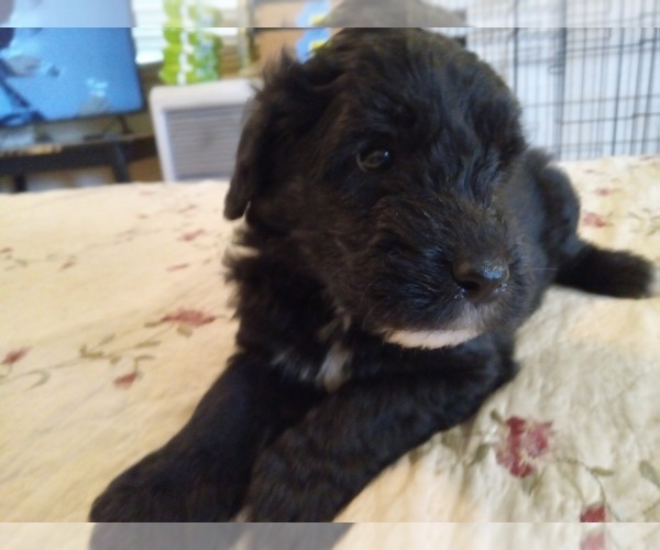 Medium Photo #2 Sheepadoodle Puppy For Sale in WARSAW, VA, USA