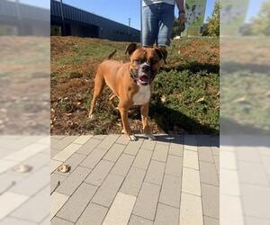 Boxer Dogs for adoption in San Martin, CA, USA