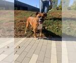 EUGENE - Male Boxer Dog for Adoption - Small photo