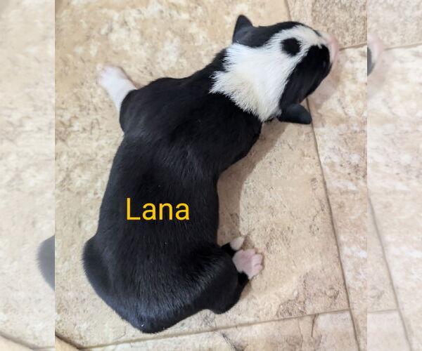 Medium Photo #2 Border Collie-Unknown Mix Puppy For Sale in Chinook, MT, USA