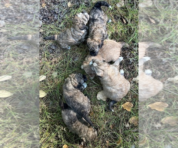 Medium Photo #7 Shih Tzu-Shih-Poo Mix Puppy For Sale in SOUTH HAVEN, MI, USA