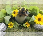 Small Photo #10 Yorkshire Terrier Puppy For Sale in MANKATO, MN, USA