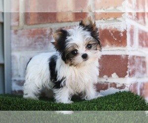 Yorkshire Terrier Puppy for sale in SAN FRANCISCO, CA, USA