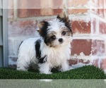 Small Photo #1 Yorkshire Terrier Puppy For Sale in SAN FRANCISCO, CA, USA