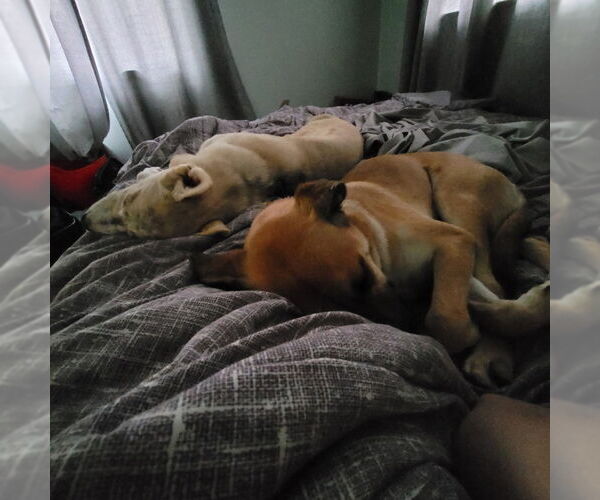 Medium Photo #8 Mutt Puppy For Sale in Oro Medonte, Ontario, Canada