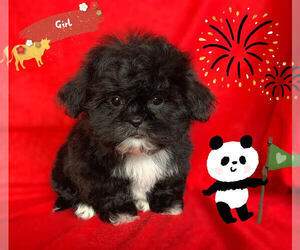 Shih Tzu Puppy for sale in SAN FRANCISCO, CA, USA