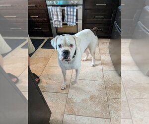 Adnan - Male Boxer Dog for Adoption - Photo #6