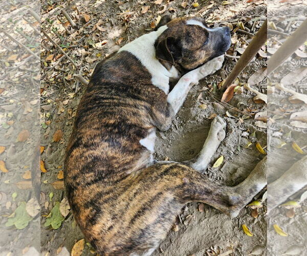 Medium Photo #2 American Bulldog-Unknown Mix Puppy For Sale in Anniston, AL, USA