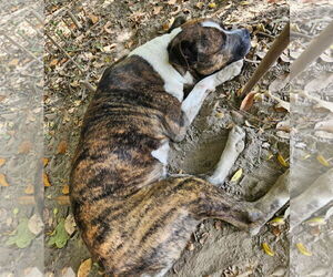 Bean - Male American Bulldog-Unknown Mix Dog for Adoption - Photo #2