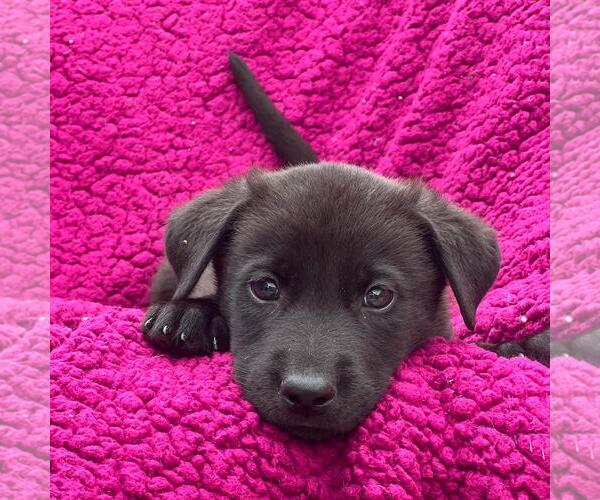 Medium Photo #2 Labrador Retriever-Unknown Mix Puppy For Sale in San Diego, CA, USA