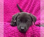 Small #1 Labrador Retriever Mix