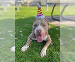 Small #4 American Pit Bull Terrier Mix