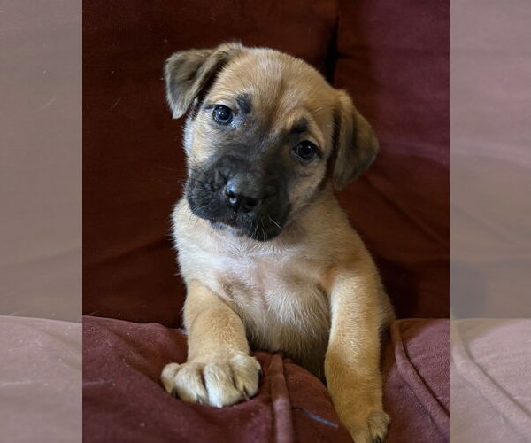 Medium Photo #1 Mastiff-Unknown Mix Puppy For Sale in Clarkston, MI, USA