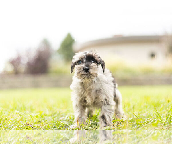 Medium Photo #2 Schnauzer (Miniature) Puppy For Sale in WARSAW, IN, USA