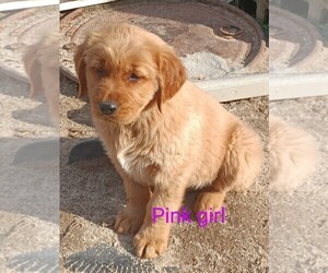 Golden Retriever Puppy for sale in WAKE FOREST, NC, USA
