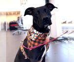 Small #7 Labrador Retriever Mix