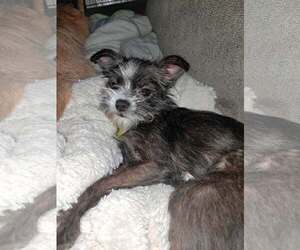 Cairn Terrier-Unknown Mix Dogs for adoption in Mukwonago, WI, USA