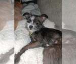 Small Cairn Terrier Mix