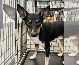Australian Kelpie Dogs for adoption in Glen Allen, VA, USA