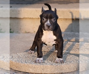 American Bully Puppy for sale in CHAMPAIGN, IL, USA