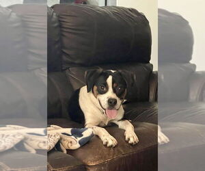 Beagle-Unknown Mix Dogs for adoption in Mooresville, NC, USA