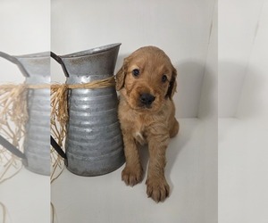 Golden Retriever Puppy for sale in GOODYEAR, AZ, USA