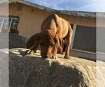 Small Photo #43 Rhodesian Ridgeback Puppy For Sale in MORONGO VALLEY, CA, USA