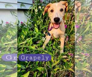 Labrador Retriever-Unknown Mix Dogs for adoption in pomfret, CT, USA