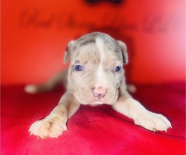 Medium Photo #4 American Bully Puppy For Sale in TRENTON, NJ, USA