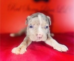 Small #3 American Bully