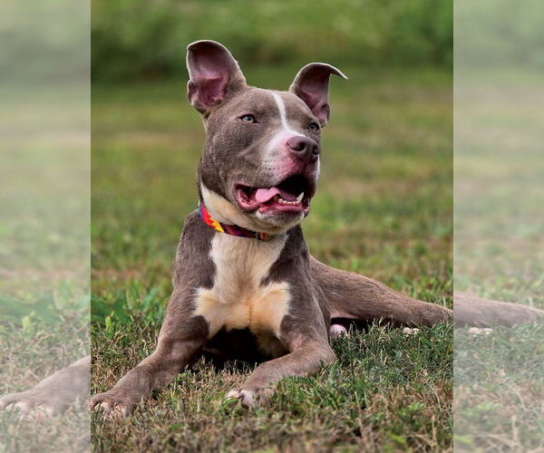 Medium Photo #2 American Pit Bull Terrier Puppy For Sale in Westminster, MA, USA