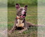 Small #1 American Pit Bull Terrier
