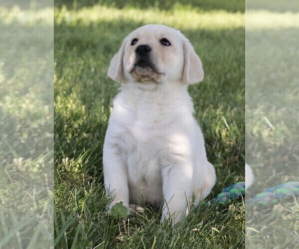 Medium Photo #35 Labrador Retriever Puppy For Sale in SYRACUSE, IN, USA