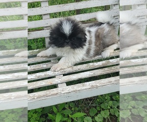 Pekingese Puppy for sale in CROOKSVILLE, OH, USA