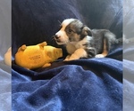 Small #2 Border Collie