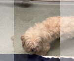 Small Lhasa Apso Mix