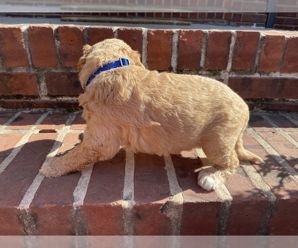 Medium Photo #3 Goldendoodle Puppy For Sale in ALPHARETTA, GA, USA