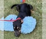 Small #2 Labrador Retriever Mix