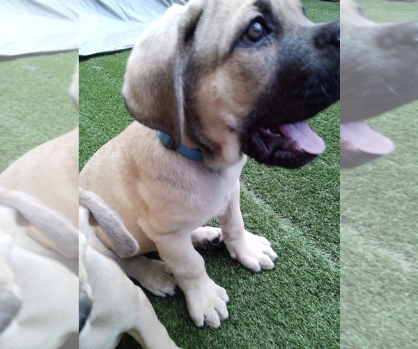 Medium Photo #5 Cane Corso Puppy For Sale in DOUGLAS, AZ, USA
