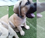 Small #4 Cane Corso