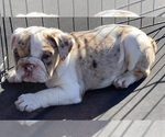 Puppy Puppy 2 English Bulldog