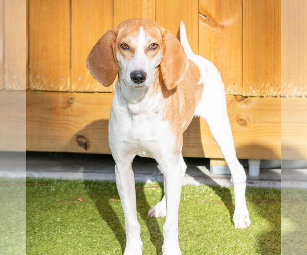 Medium Photo #2 Mutt Puppy For Sale in Hilton Head, SC, USA