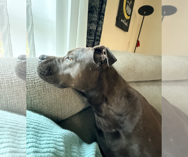 Medium Photo #2 American Staffordshire Terrier-Bullmastiff Mix Puppy For Sale in Holly Springs, NC, USA