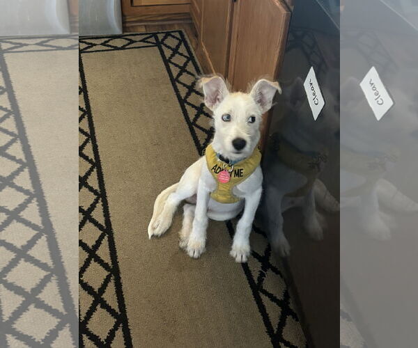 Medium Photo #10 Mutt Puppy For Sale in St. Louis Park, MN, USA