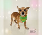Small #1 Chihuahua
