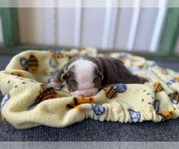 Medium Photo #5 Bulldog Puppy For Sale in OOLOGAH, OK, USA